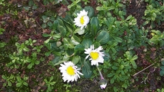Bellis perennis