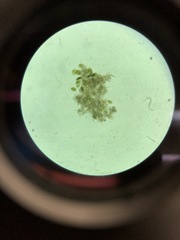 Desmidiaceae