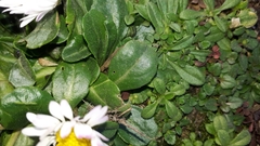 Bellis perennis