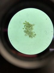 Desmidiaceae