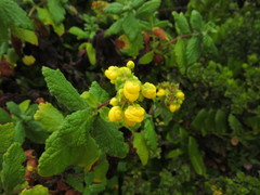 Calceolaria georgiana