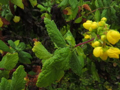 Calceolaria georgiana