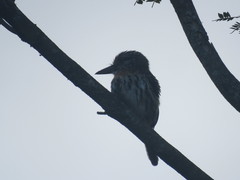 Nystalus maculatus