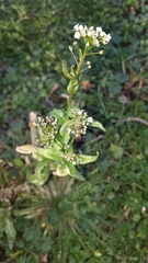 Capsella bursa-pastoris