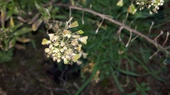 Capsella bursa-pastoris