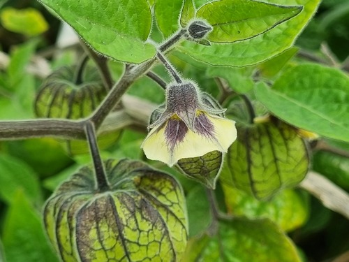 Cape gooseberry