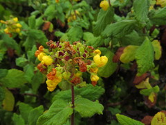 Calceolaria georgiana