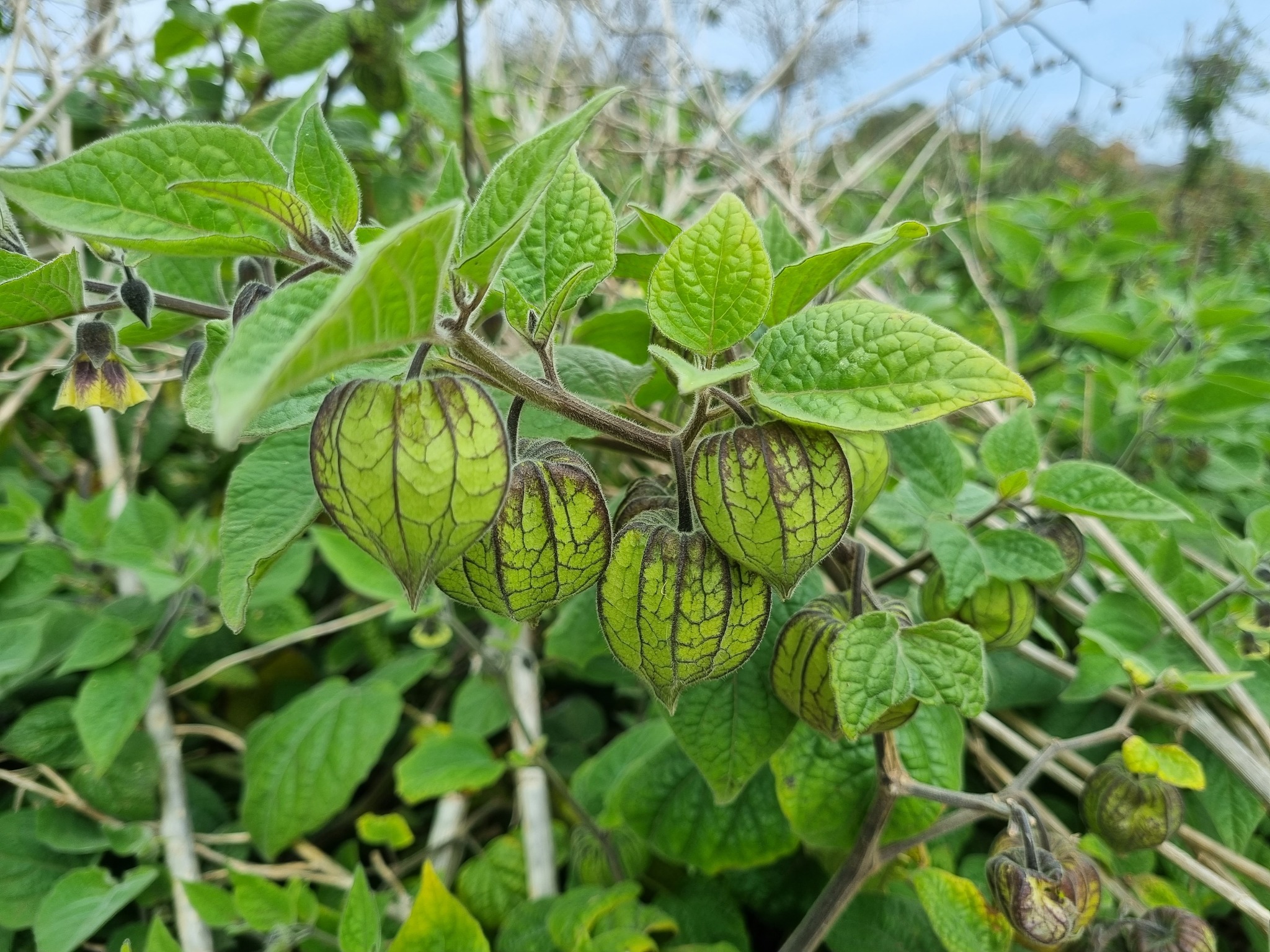Cape gooseberry (Physalis peruviana)  iNaturalist