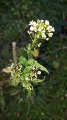 Capsella bursa-pastoris