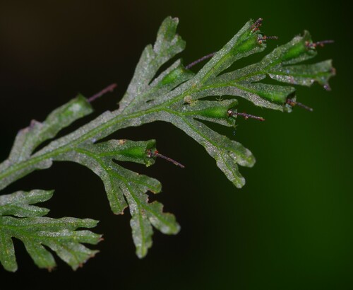 Polyphlebium diaphanum observed 2023-09-02
