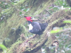 Campephilus leucopogon