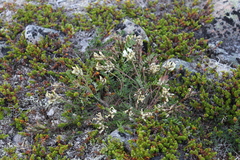 Oxytropis sordida