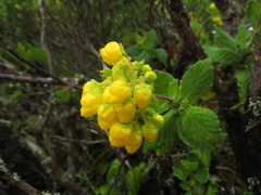 Calceolaria georgiana