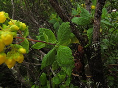 Calceolaria georgiana