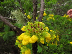 Calceolaria georgiana