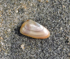 Donacidae