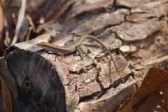 Red-sided Rainbow Skink