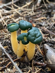 Leotia lubrica image