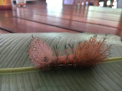 Automeris anikmeisterae