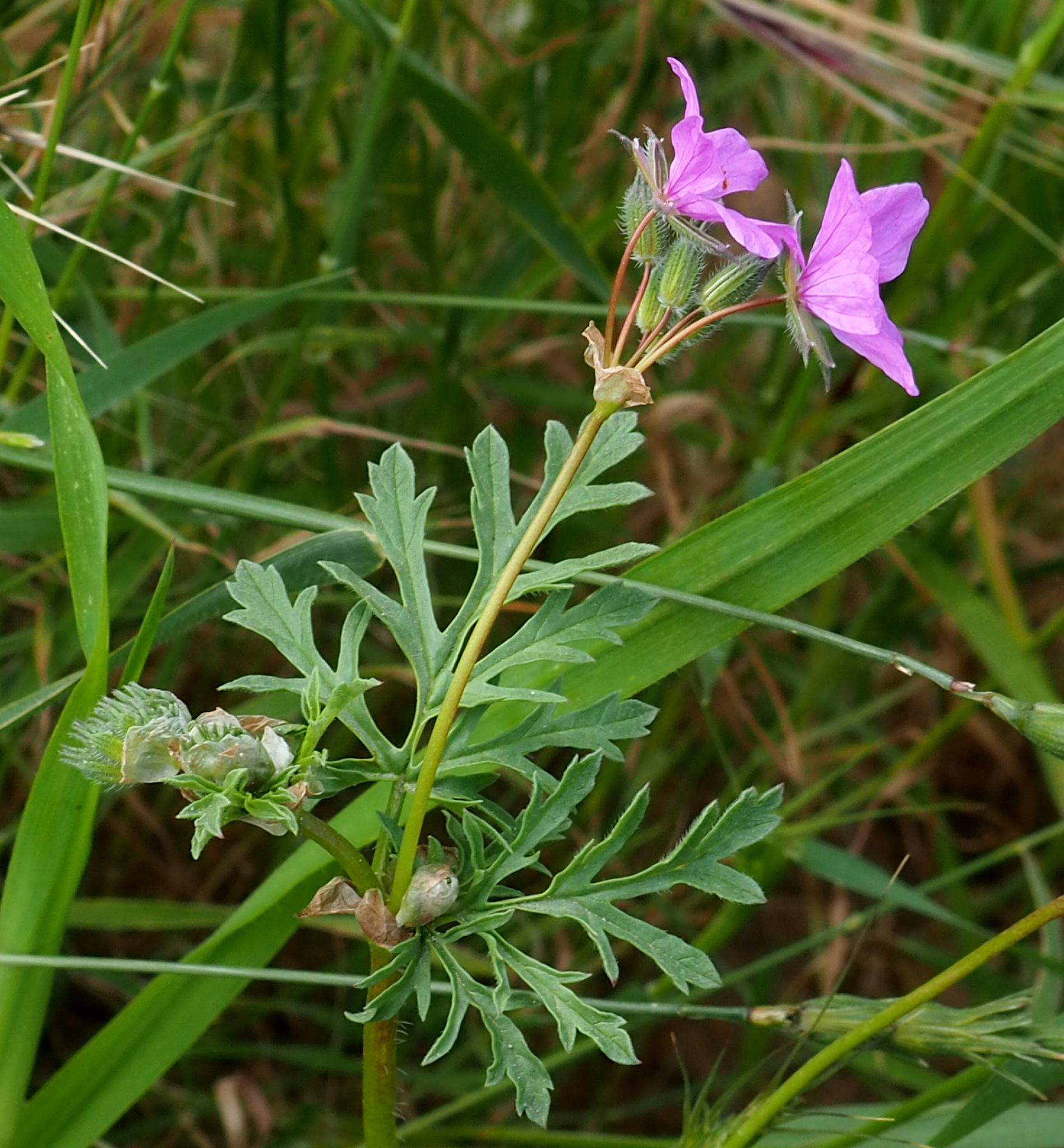 Erodium laciniatum
