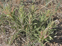 Castilleja sessiliflora