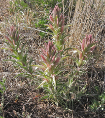 Castilleja sessiliflora