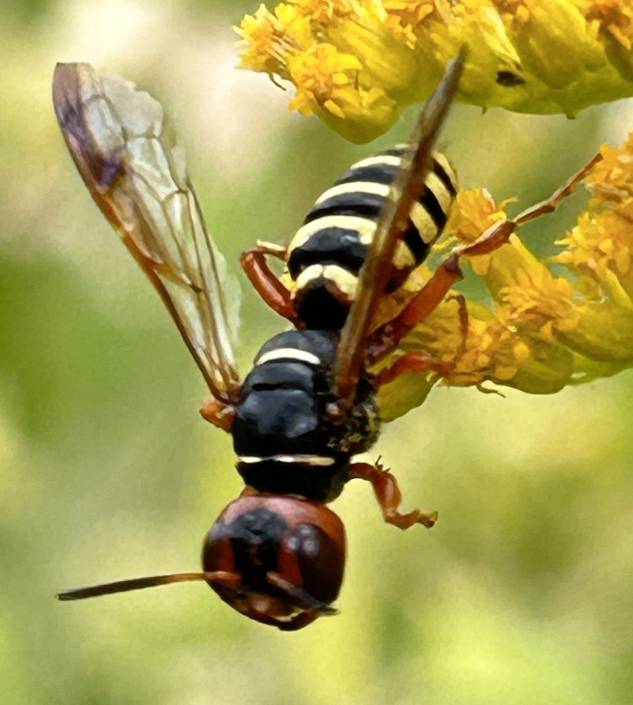 Eucerceris rubripes