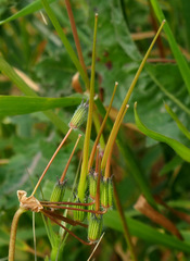 Erodium laciniatum