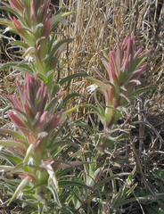 Castilleja sessiliflora