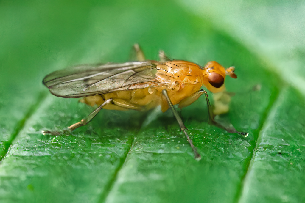 Dryomyza simplex