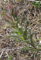 Castilleja sessiliflora