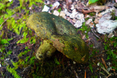 Lactarius atroviridis