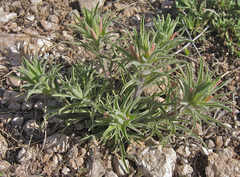 Castilleja sessiliflora