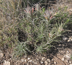 Castilleja sessiliflora