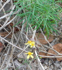 Coreocarpus arizonicus