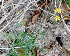 Coreocarpus arizonicus