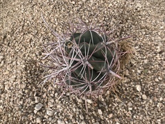Ferocactus cylindraceus