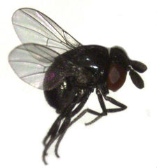 Cryptochetum iceryae