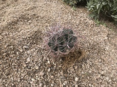 Ferocactus cylindraceus