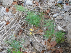 Coreocarpus arizonicus