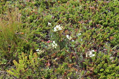 Oxytropis sordida