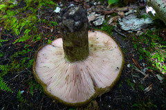 Lactarius atroviridis