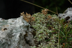 Potentilla nitida