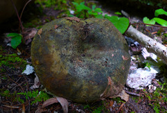 Lactarius atroviridis