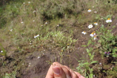 Drymaria leptophylla