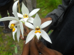 Coelogyne corymbosa