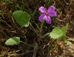 Erodium subintegrifolium