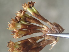 Agrostophyllum occidentale image