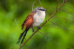 White-Browed Coucal photo 1