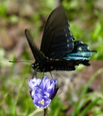 Battus philenor hirsuta